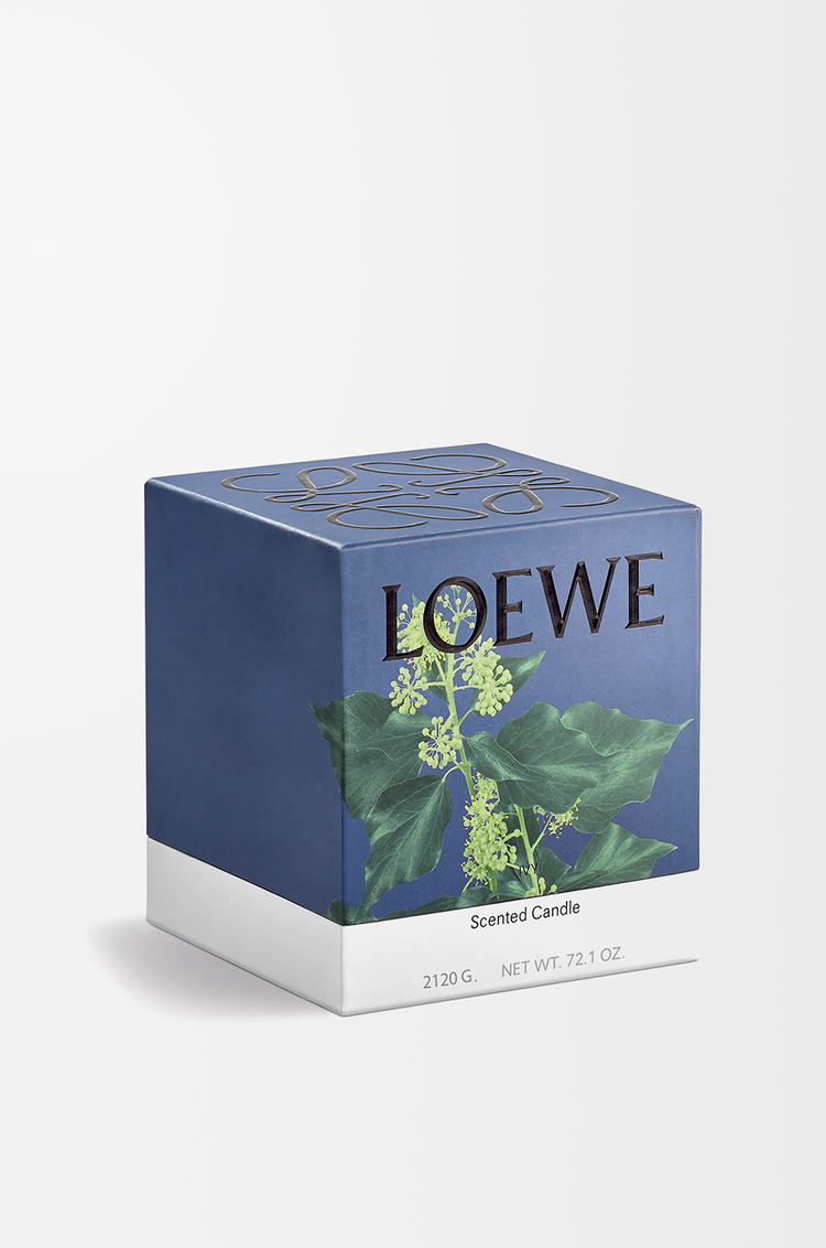 LOEWE Grande bougie Ivy Rose Clair